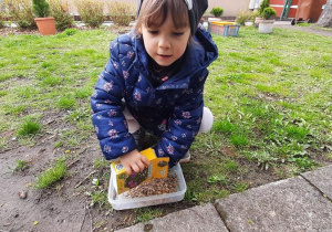 Dziewczynka wsypuje nasiona łąki miododajnej do pojemnika.