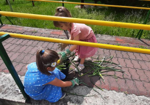 Dziewczynki zbierają obcięte liście przekwitłych żonkili.