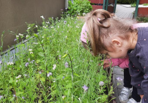 Dziewczynka wącha kwiaty z łąki kwietnej.