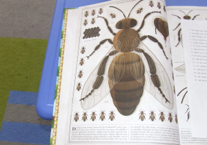 Na zdjęciu widoczna jest książka "O życiu pszczół".