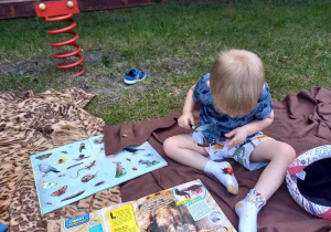 Dziecko ogląda książki z owadami.