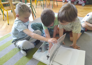 Dzieci oglądają zdjęcia bocianów.