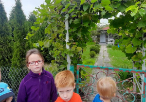 Dzieci pod pergolą z winogronem.