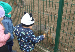 Dzieci dokarmiają zwierzątka marchewką.