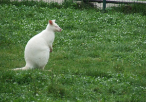 Biały kangur albinos.