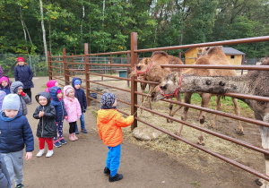 Dzieci oglądają zwierzęta w nini-zoo.