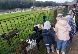 Dzieci karmią kozy pigmejskie.