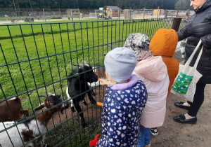 Dzieci karmią kozy pigmejskie.