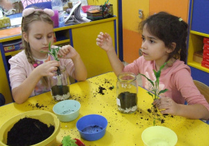 Dziewczynki wsadzają roślinkę do słoika.