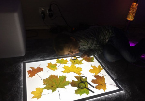 Chłopiec ogląda liście przy użyciu lupy. 