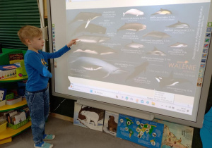 Dziecko pokazuje wieloryba na tablicy.