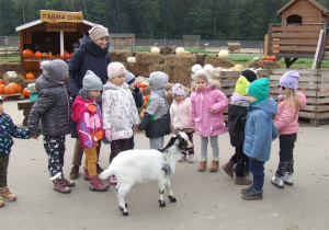 Dzieci oglądają mini-zoo: kozę.