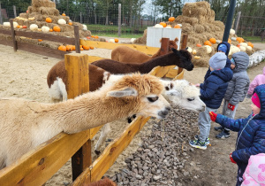 Dzieci oglądają mini-zoo: alpaki