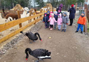 Dzieci oglądają mini-zoo: czarne łabędzie