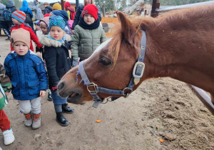 Dzieci oglądają mini-zoo: koń