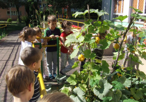 Dzieci oglądają rośliny w ogrodzie przedszkolnym.