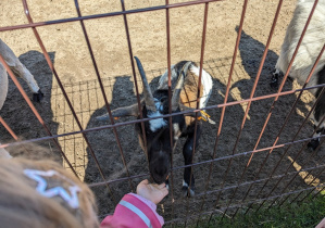 Dzieci zwiedzają mini zoo i karmią zwierzęta.