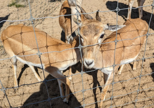 Dzieci zwiedzają mini zoo i karmią zwierzęta.