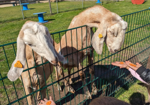 Dzieci zwiedzają mini zoo i karmią zwierzęta.