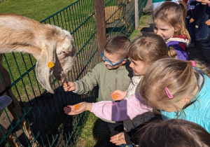 Dzieci zwiedzają mini zoo i karmią zwierzęta.