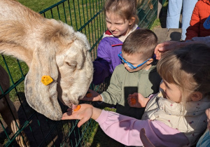 Dzieci zwiedzają mini zoo i karmią zwierzęta.