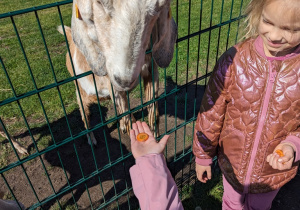 Dzieci zwiedzają mini zoo i karmią zwierzęta.