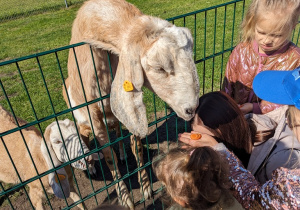 Dzieci zwiedzają mini zoo i karmią zwierzęta.