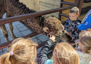 Dzieci zwiedzają mini zoo i karmią zwierzęta.