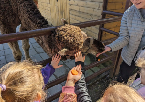 Dzieci zwiedzają mini zoo i karmią zwierzęta.