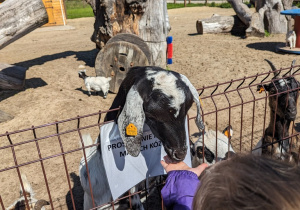 Dzieci zwiedzają mini zoo i karmią zwierzęta.
