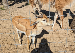 Dzieci zwiedzają mini zoo i karmią zwierzęta.