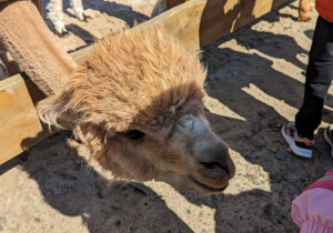 Dzieci zwiedzają mini zoo i karmią zwierzęta.