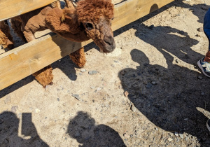 Dzieci zwiedzają mini zoo i karmią zwierzęta.