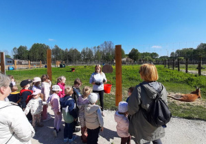 Przewodnik opowiada dzieciom o życiu kangurów.