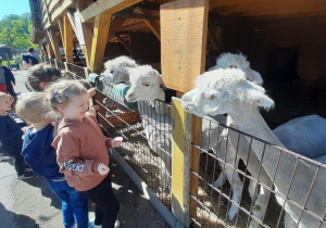 Dzieci karmią alpaki.