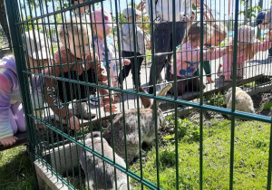 Przed wolierą z królikami.