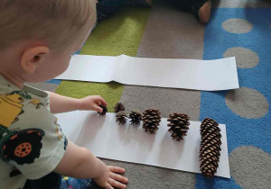 Dziecko układa na białej kartce szyszki od największej do najmniejszej.