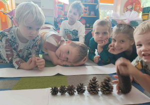 Dziecko układa na białej kartce szyszki od największej do