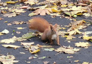 Wiewiórka wśród liści.