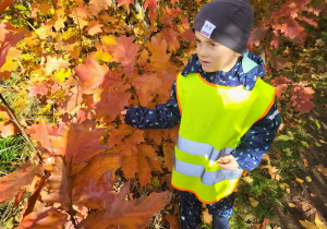 Chłopiec pokazuje młode drzewko dębu czerwonego.