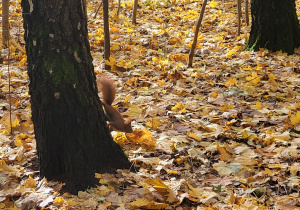 Wiewiórka na pniu drzewa.