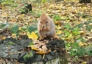 Wiewiórka na pniu ściętego drzewa.