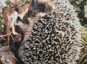 Zdjęcie jeża