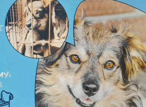 Zdjęcie psów ze schroniska.