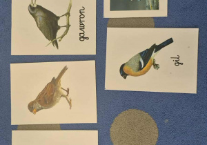 Zdjęcia ilustracji ptaków.