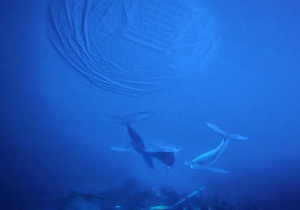 Delfiny są w kosmosie?