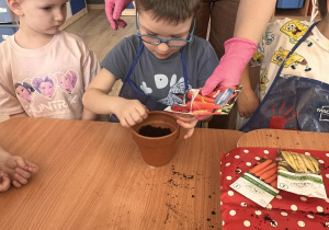 Chłopiec wrzuca nasiona marchwi do doniczki.