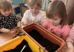 Dzieci wsypują ziemię do doniczki.