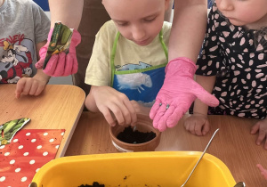 Chłopiec sadzi ogórki.