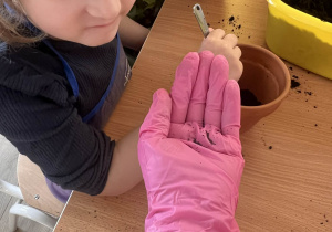 Dziewczynka ogląda nasionka.